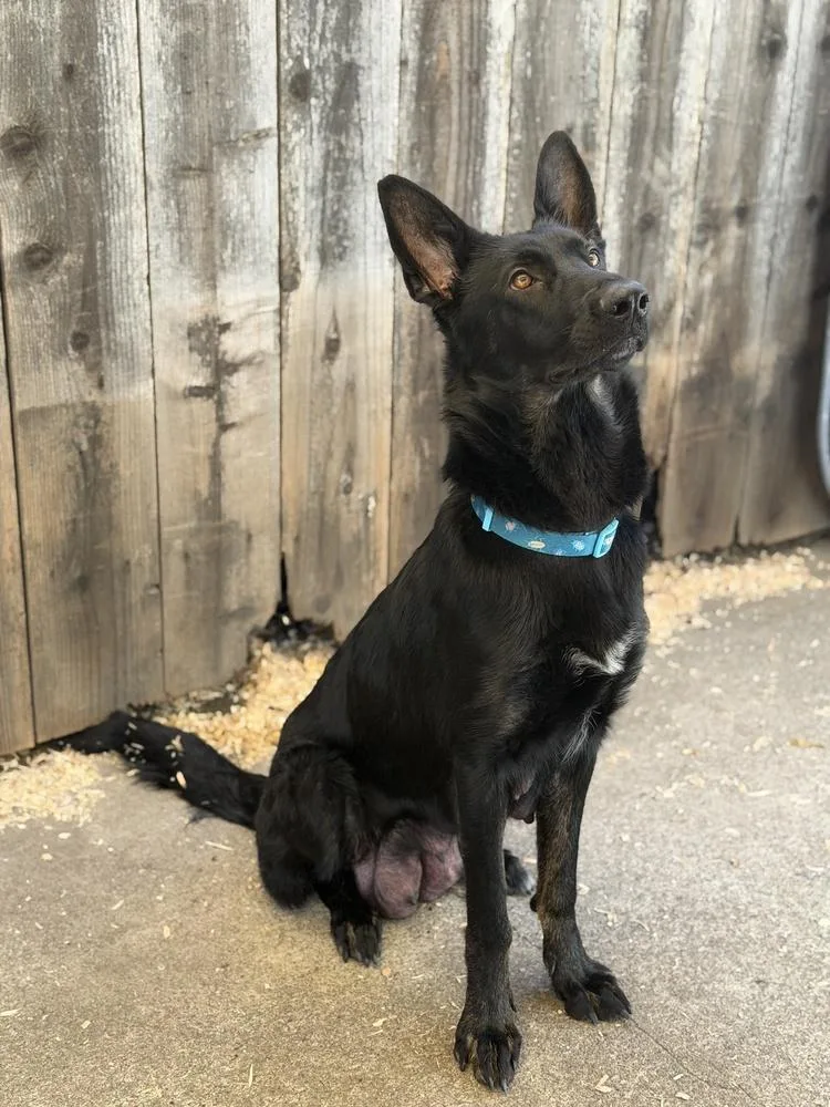 Mama Juju thumbnail 2