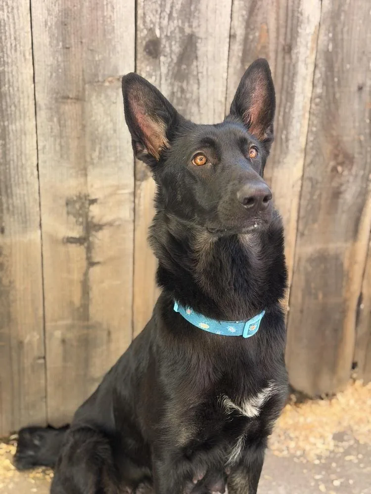 Mama Juju thumbnail 3