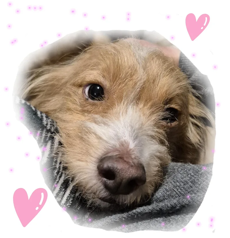 Frankie Valentino And Friends thumbnail 2