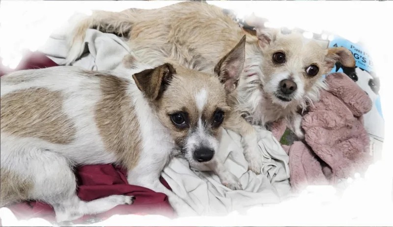 Frankie Valentino And Friends thumbnail 4