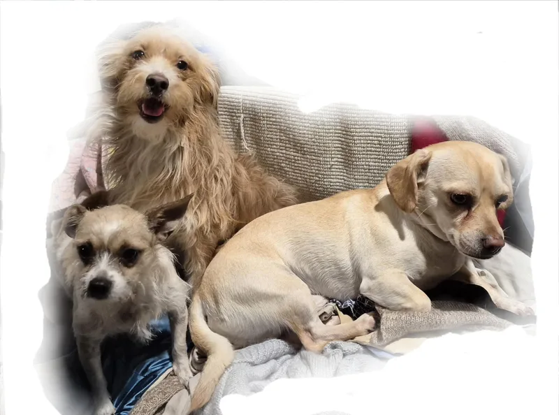 Frankie Valentino And Friends