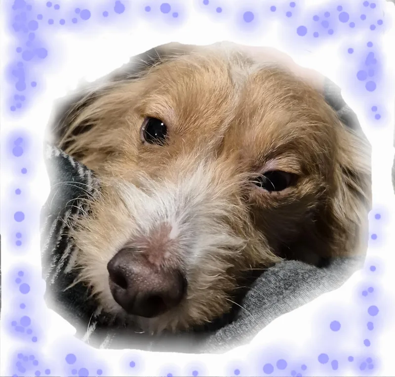 Frankie Valentino And Friends thumbnail 5