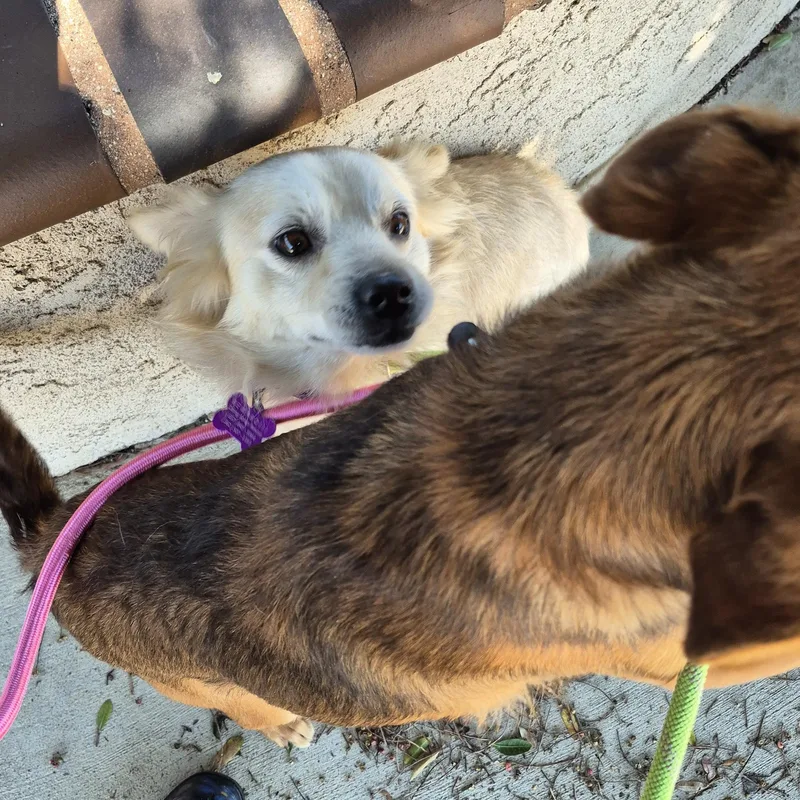 Mr. Spaniel Man! thumbnail 2