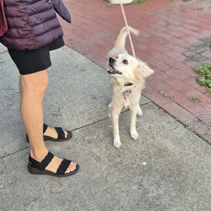 Mr. Spaniel Man! thumbnail 4