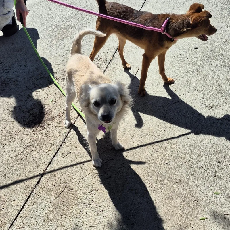 Mr. Spaniel Man! thumbnail 5