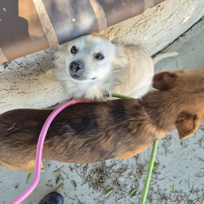 Mr. Spaniel Man! thumbnail 6