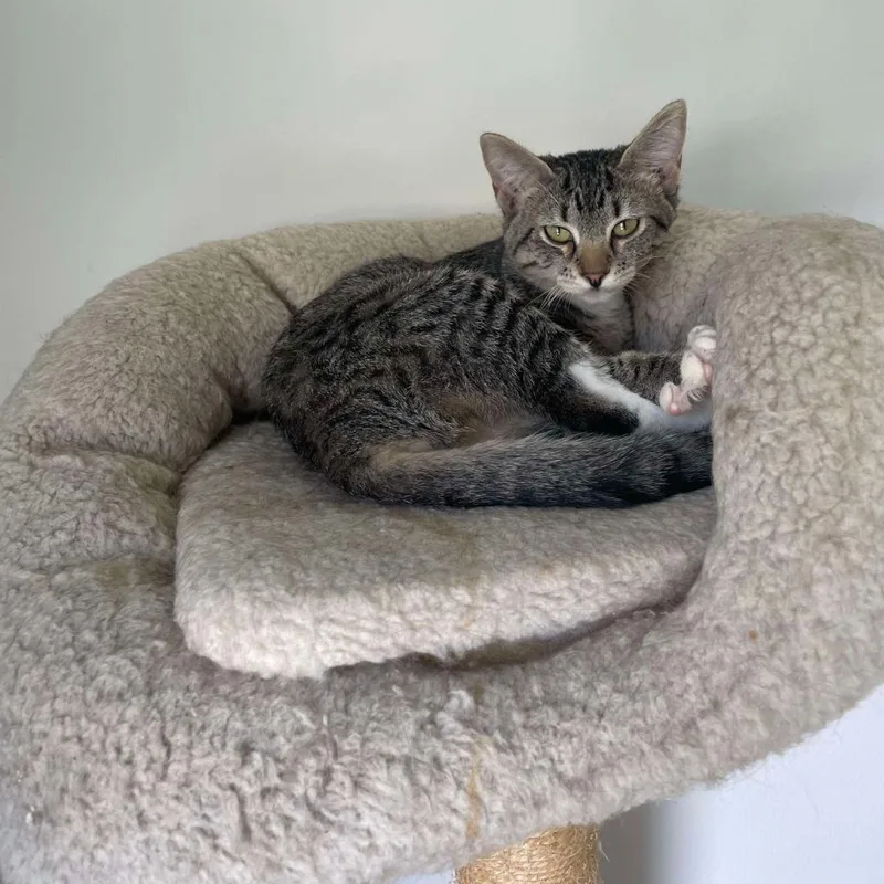 Charli Xcx thumbnail 2