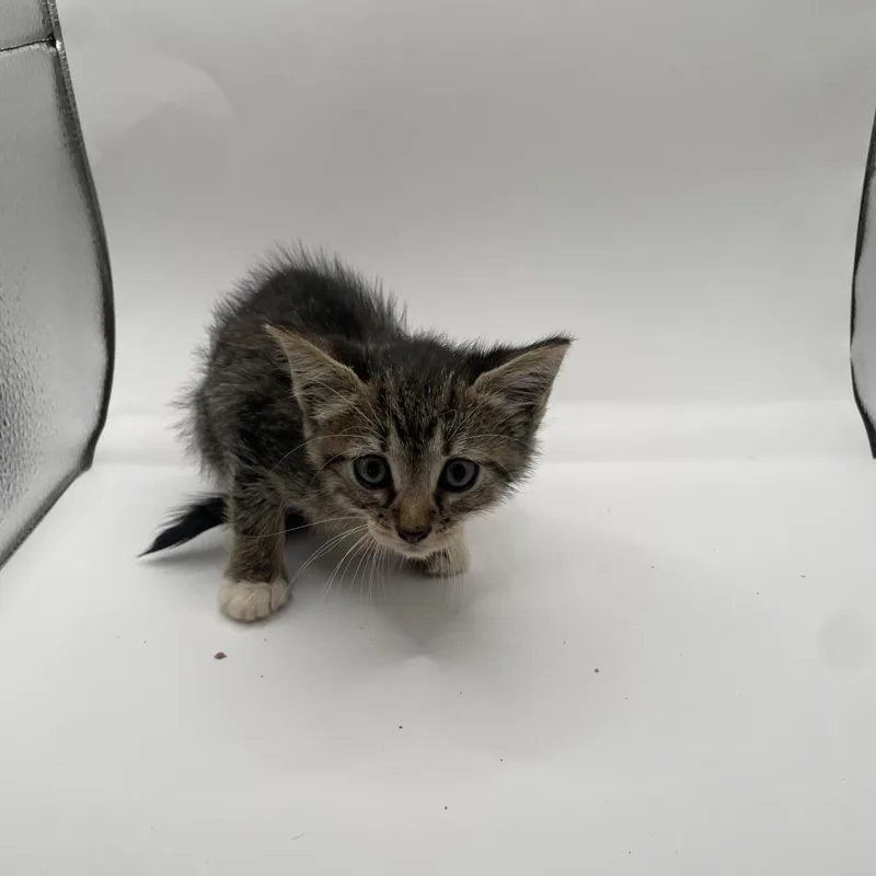 Charli Xcx thumbnail 3