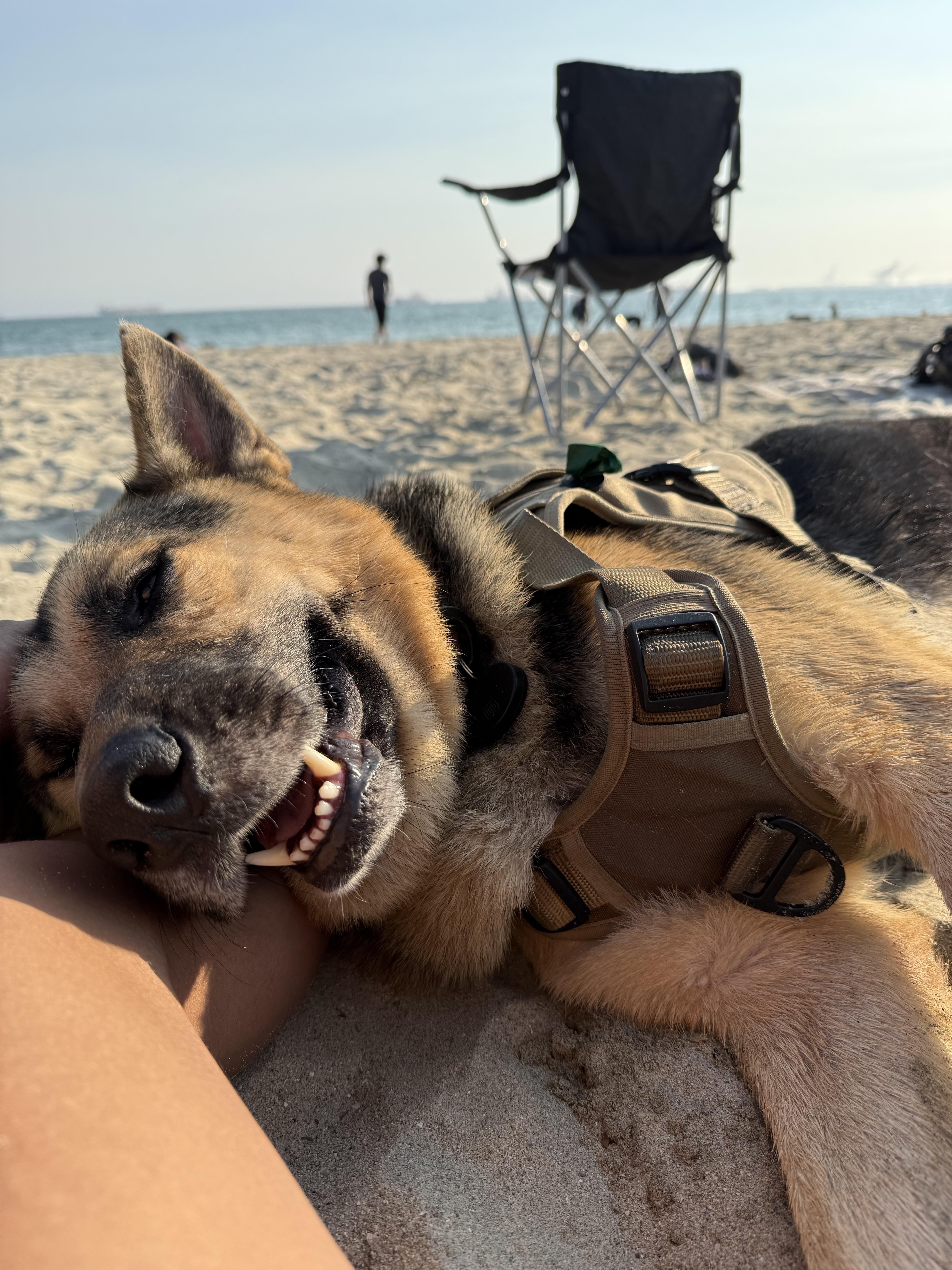 Scouty Chance German Shepherd