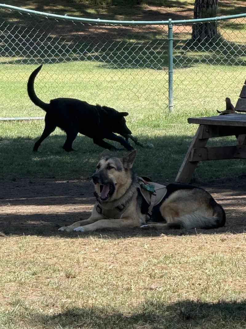 Scouty Chance German Shepherd thumbnail 2