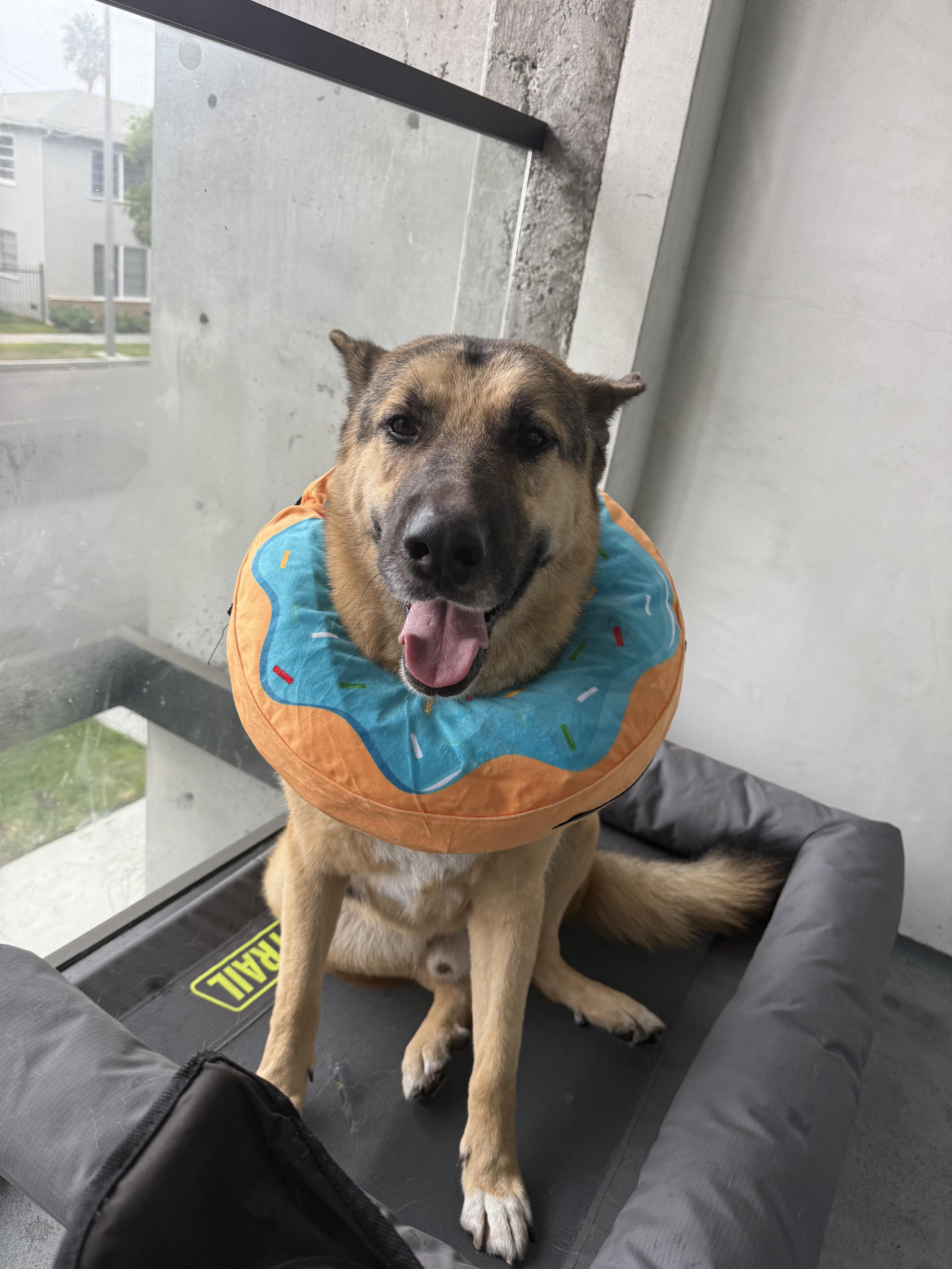 Scouty Chance German Shepherd thumbnail 3