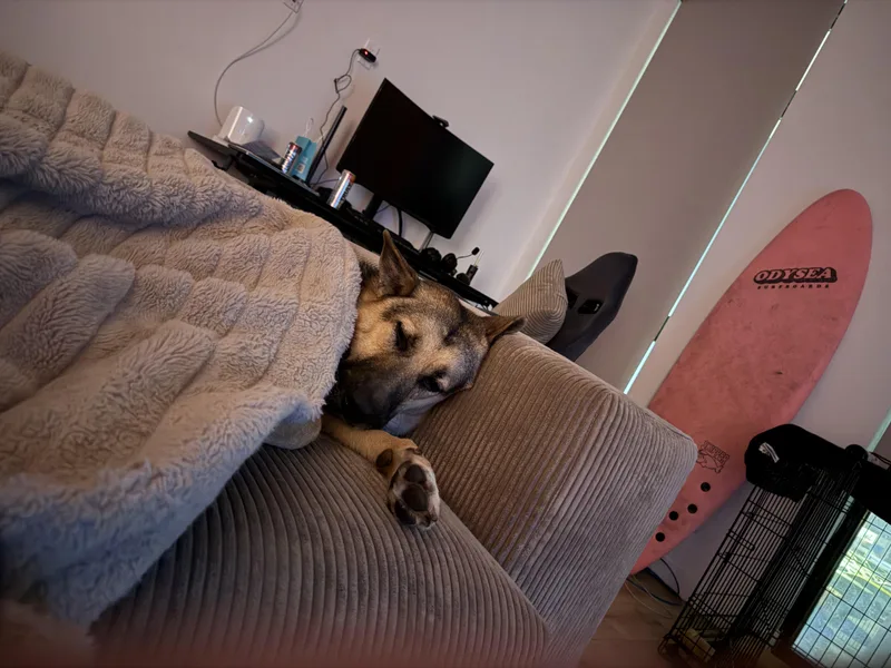 Scouty Chance German Shepherd thumbnail 4