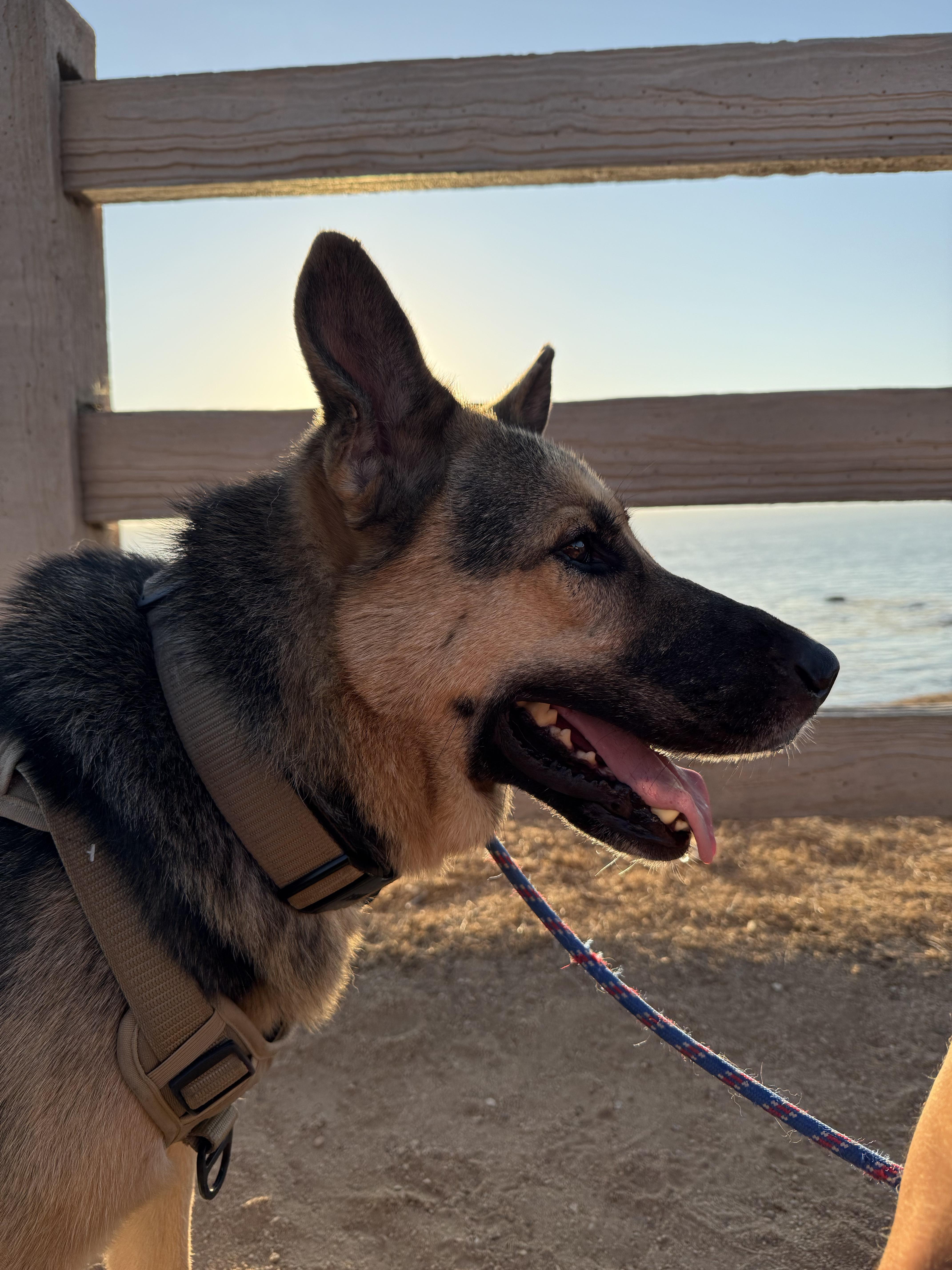 Scouty Chance German Shepherd thumbnail 5