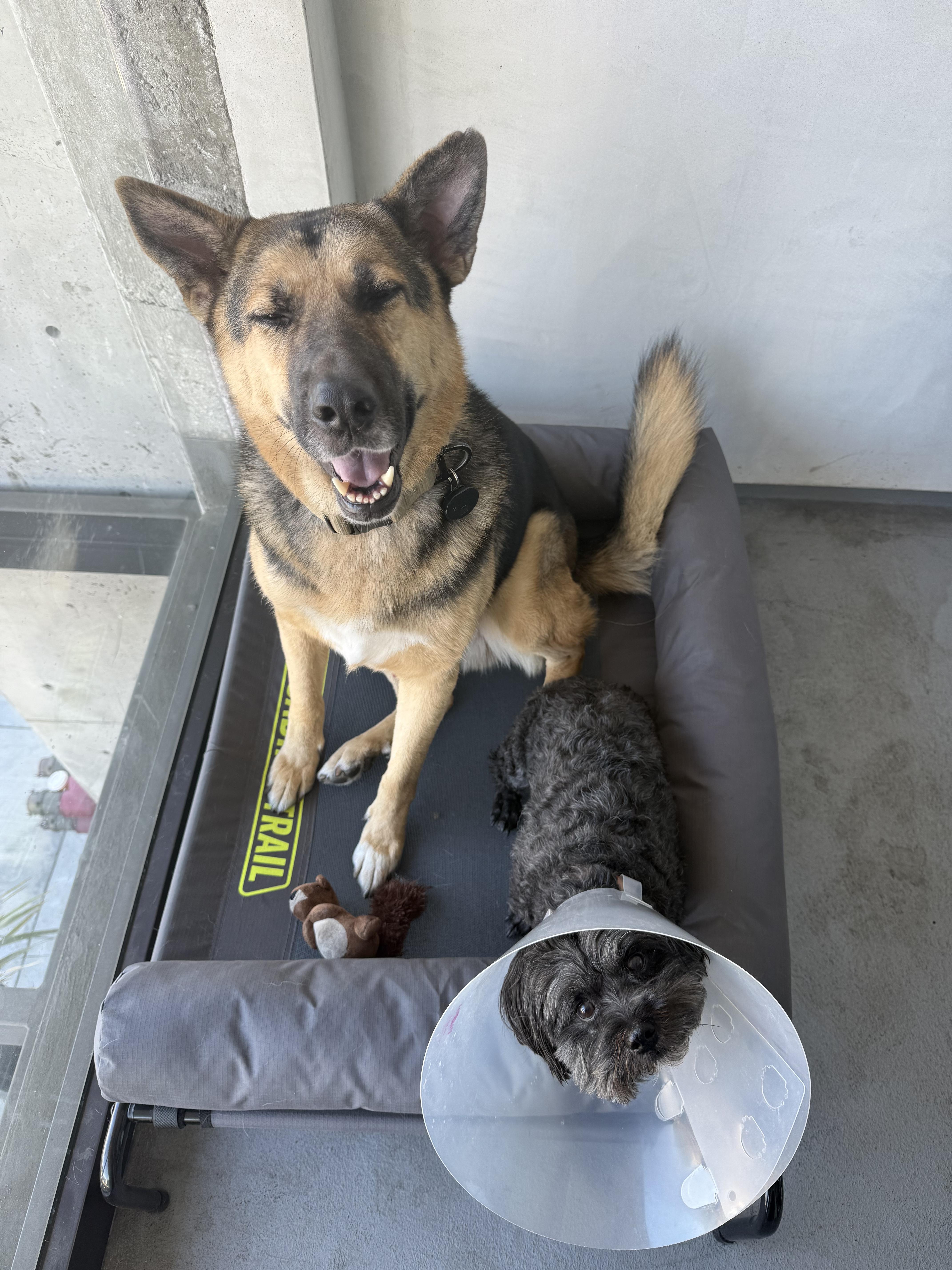 Scouty Chance German Shepherd thumbnail 6