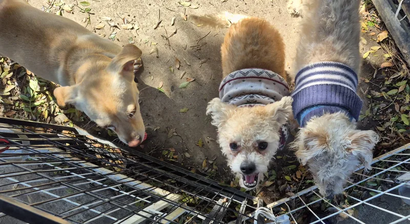 Snowflake thumbnail 3