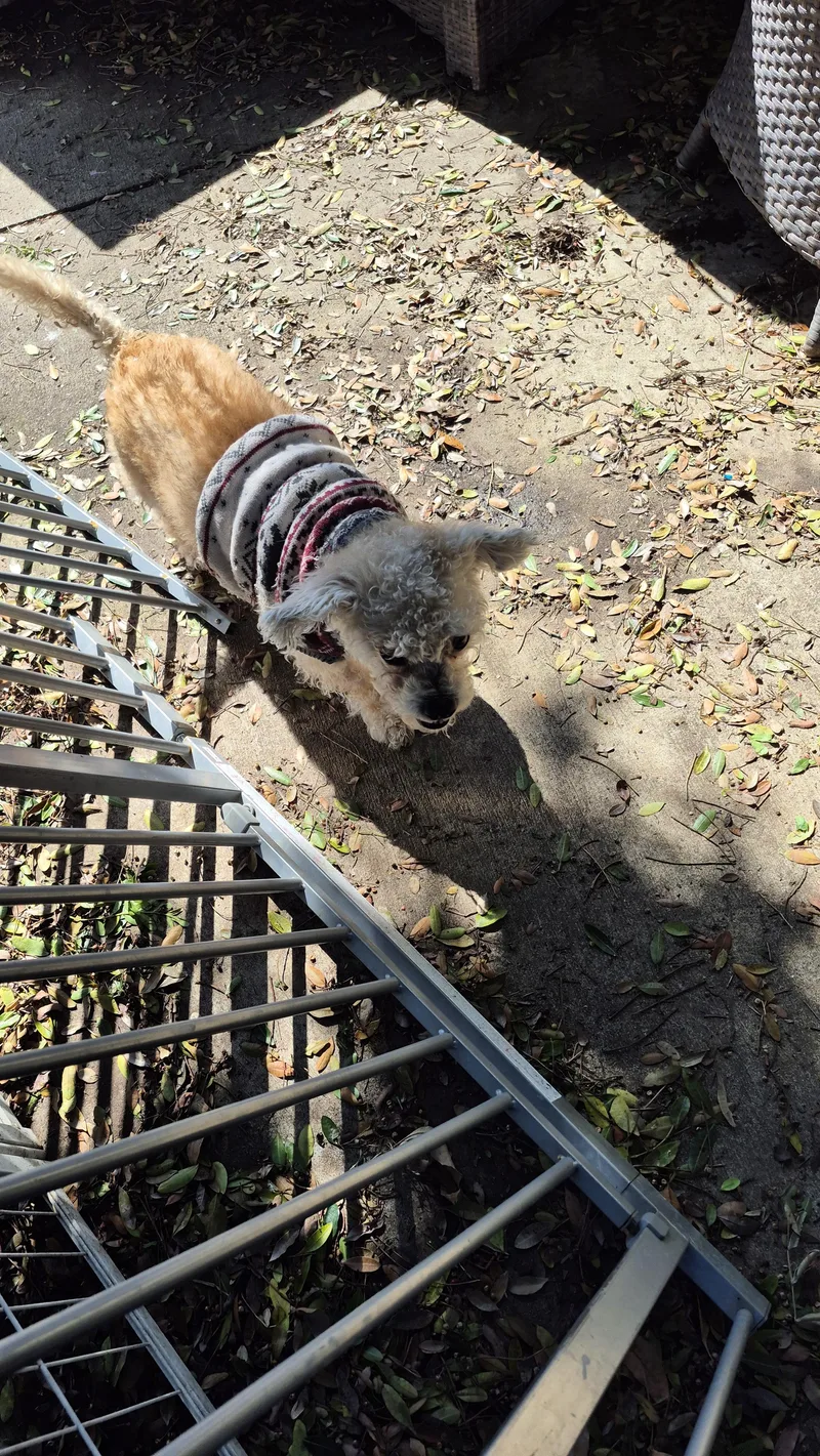 Snowflake thumbnail 4