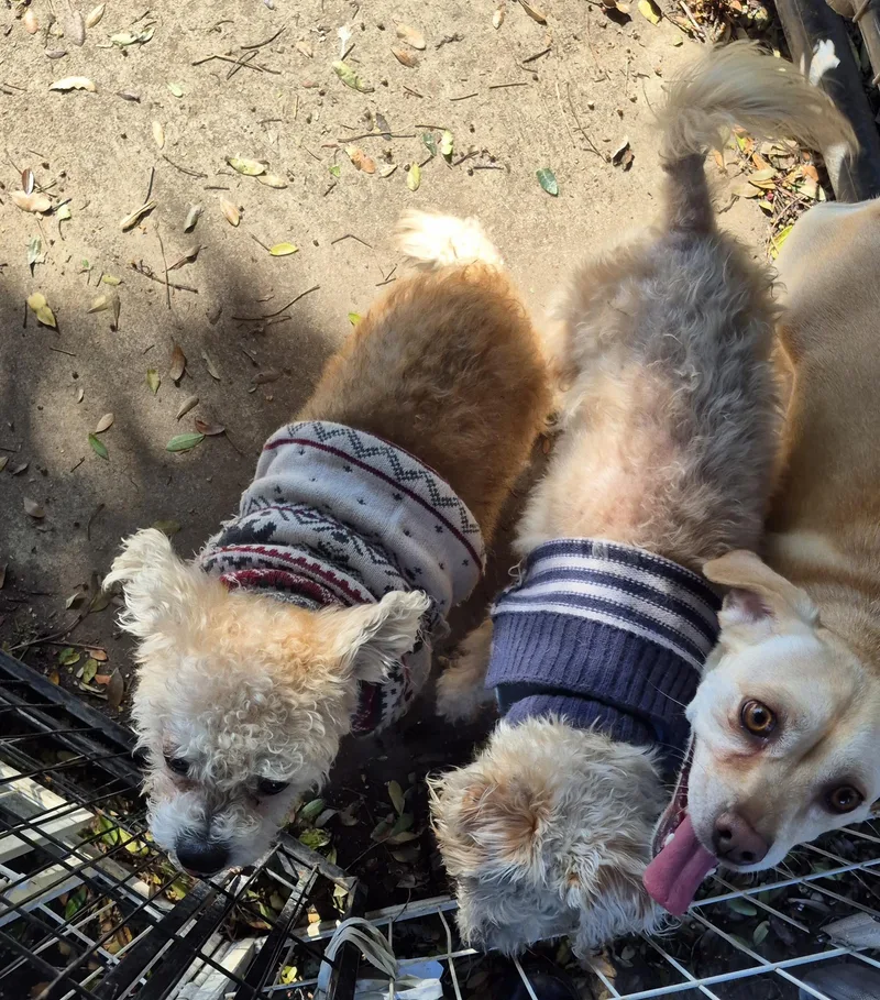 Snowflake thumbnail 5