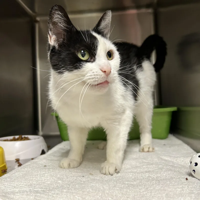 Pepper Jill thumbnail 2