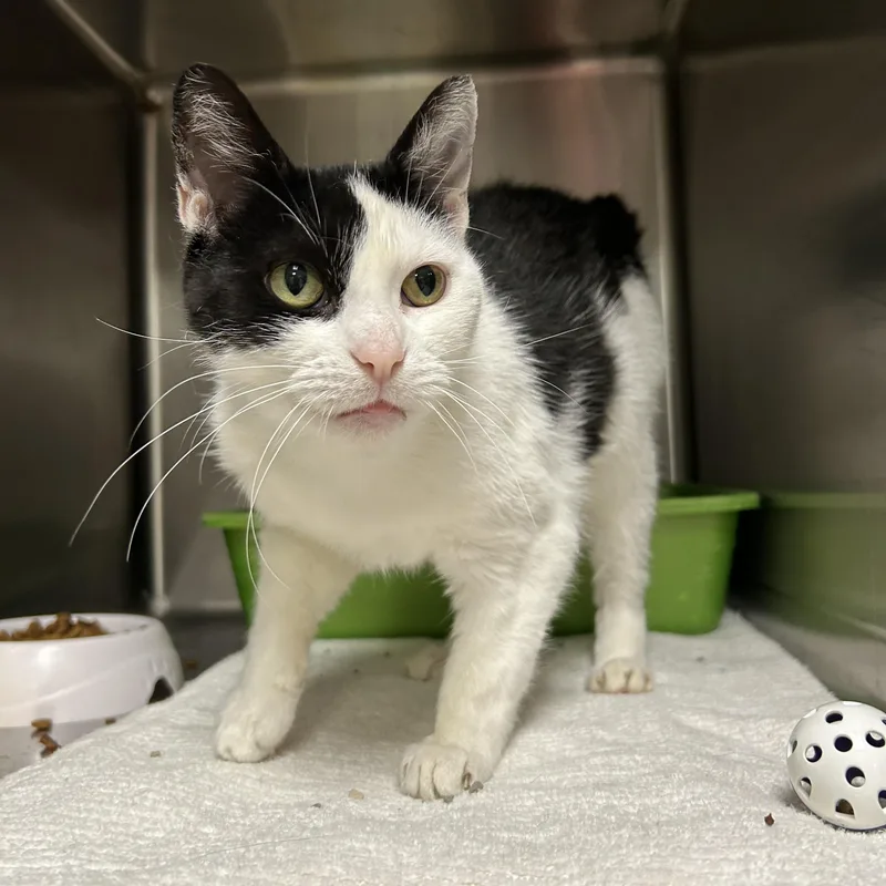 Pepper Jill thumbnail 3