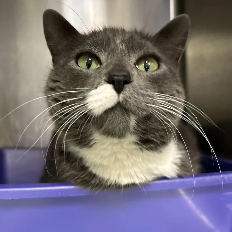 Henrietta thumbnail 2