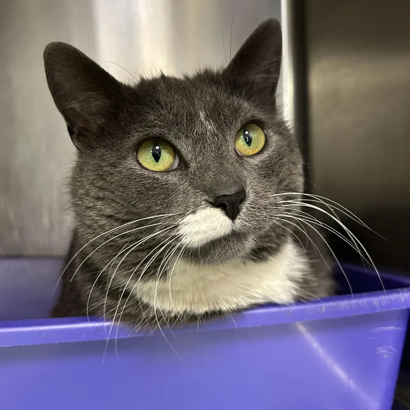 Henrietta thumbnail 3