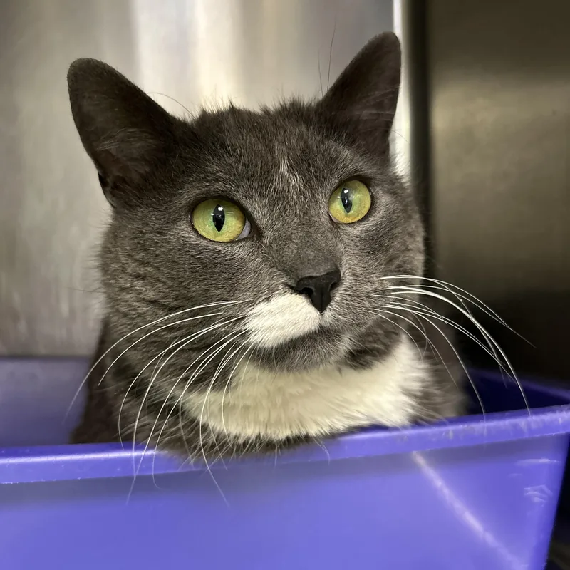 Henrietta thumbnail 4