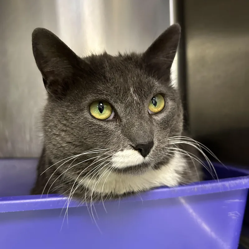 Henrietta thumbnail 5