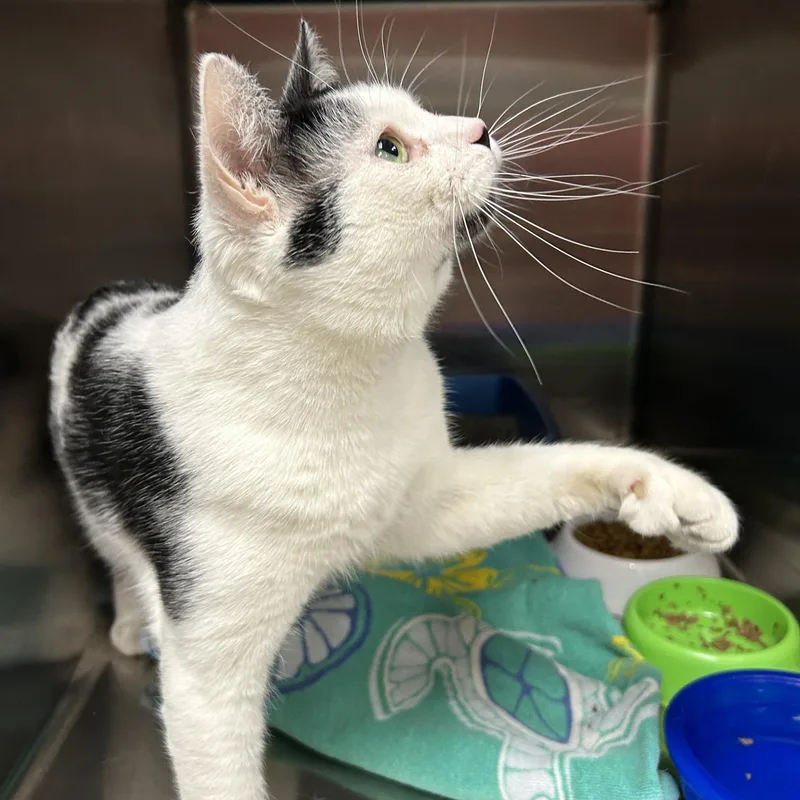 An adult medium-sized male Black & White / Tuxedo Domestic Short Hair cat named Butterfinger for adoption in La Grange Park, IL