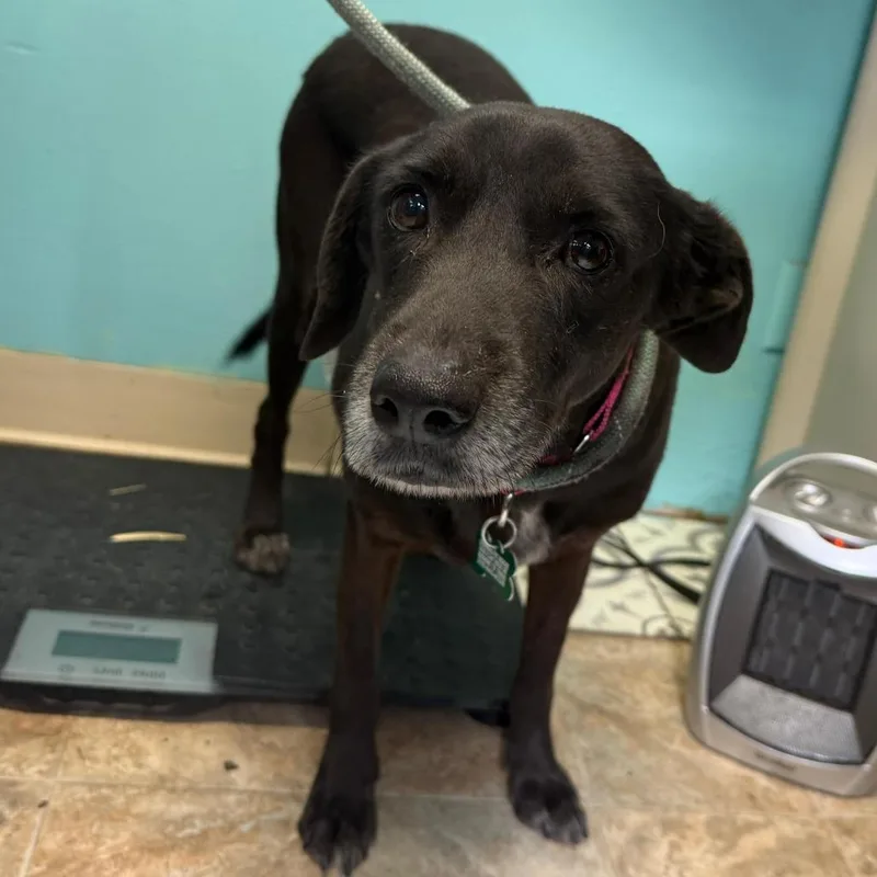 Primrose thumbnail 2