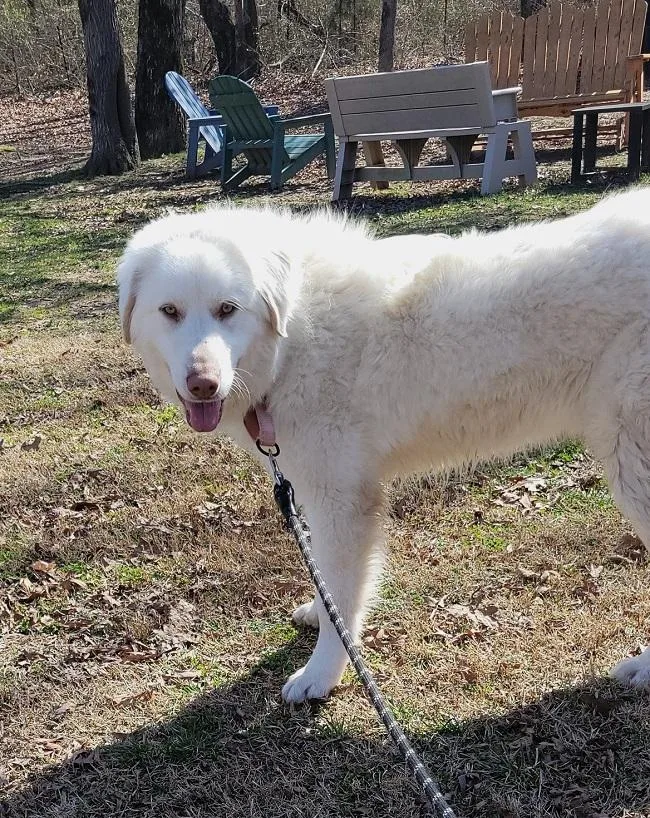 A young medium-sized male White / Cream Great Pyrenees dog named Roman for adoption in Pegram, TN