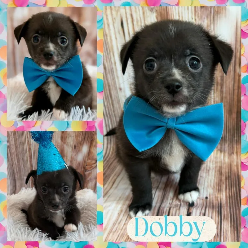 The Littles: Dobby