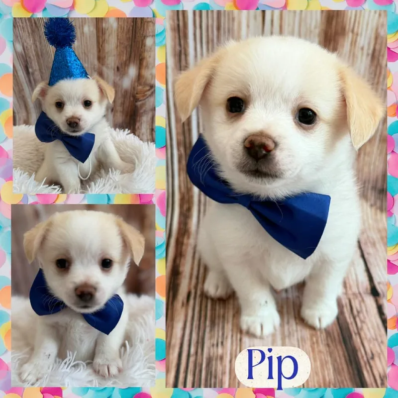 The Littles: Pip
