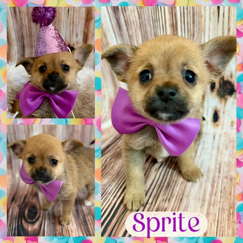 The Littles: Sprite
