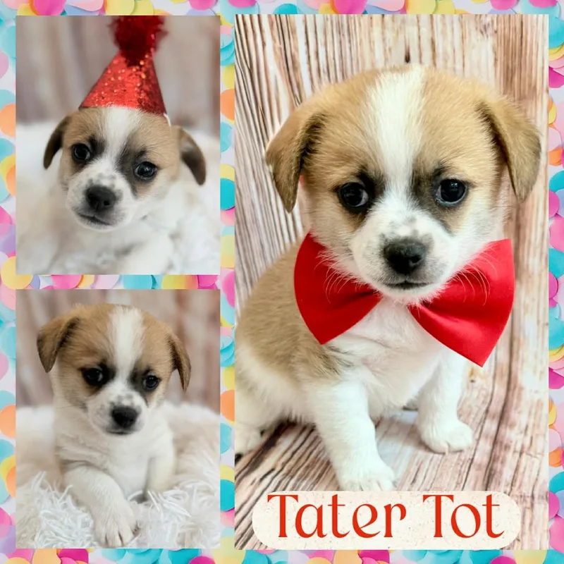 The Littles: Tater Tot