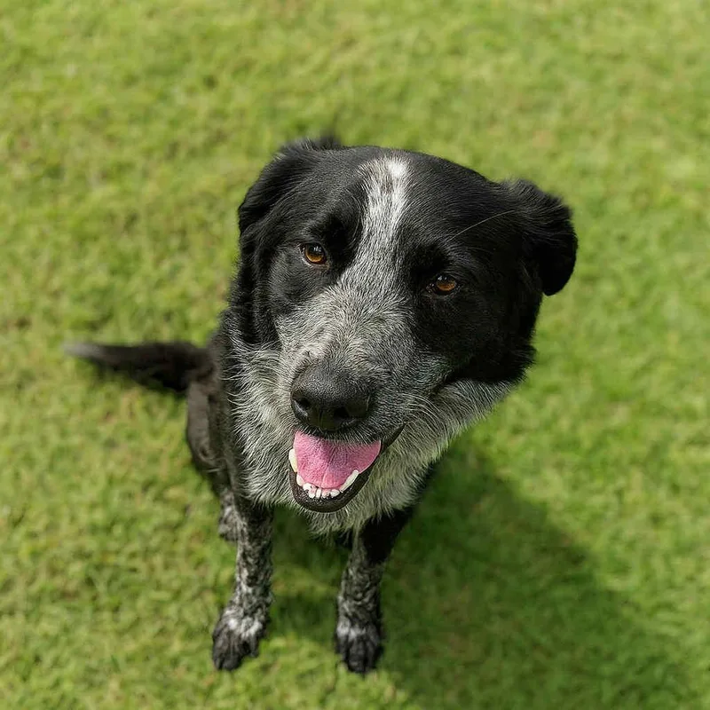 Captain Jack Sparrow D