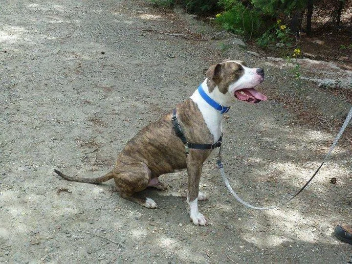 An adult large-sized male Brindle American Bulldog dog named Aries for adoption in Dumont, CO