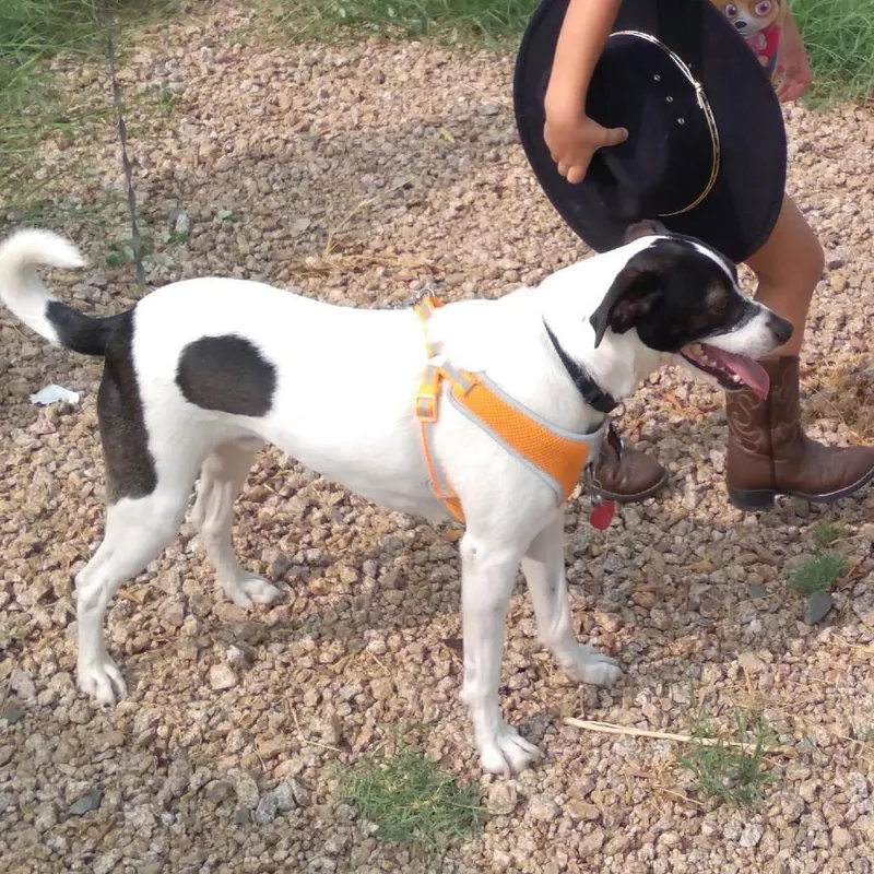 Ciabatta thumbnail 2