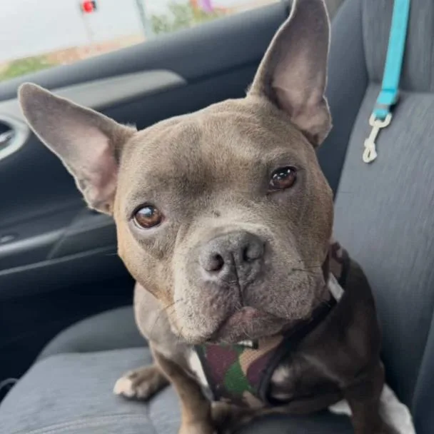 Penny Xiii thumbnail 3