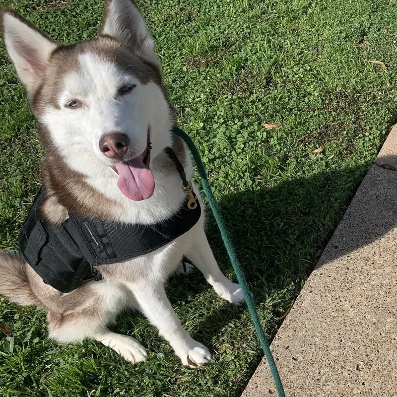 Juno Iii thumbnail 2