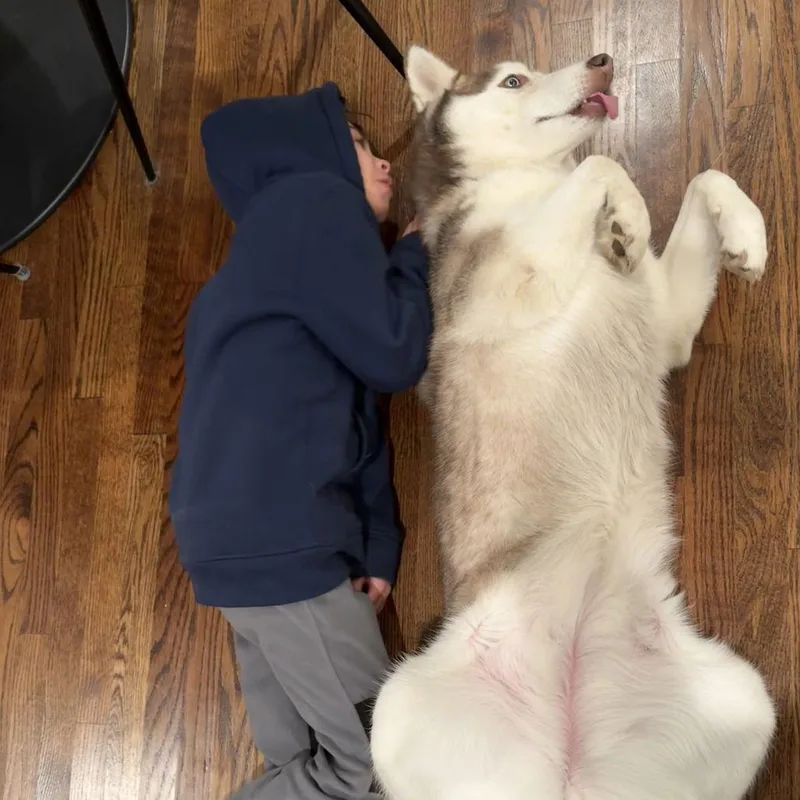 Juno Iii thumbnail 3