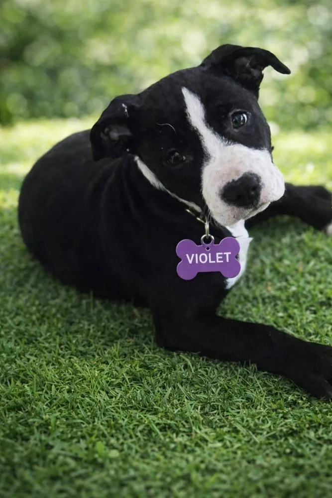 Violet