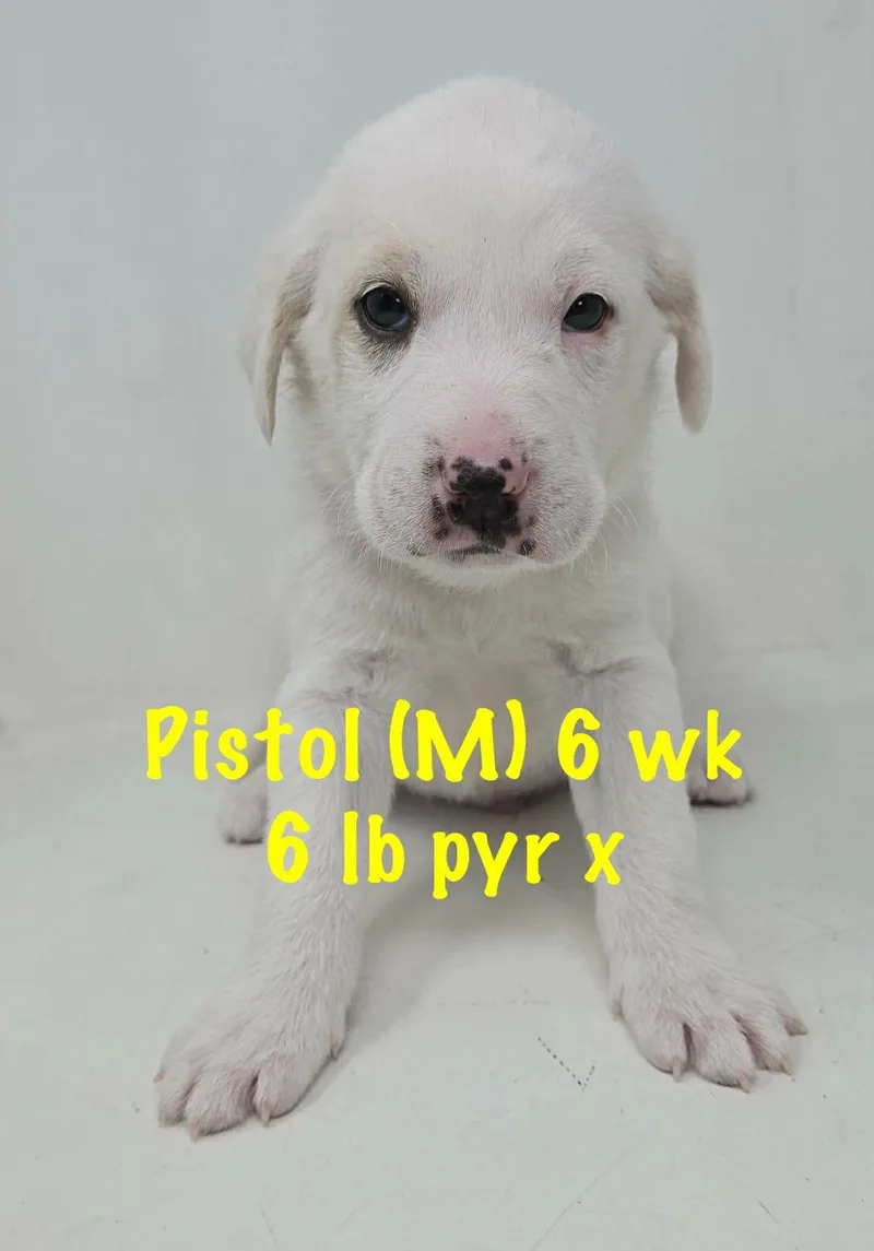 Pistol