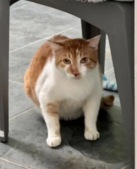 Marmalade thumbnail 2