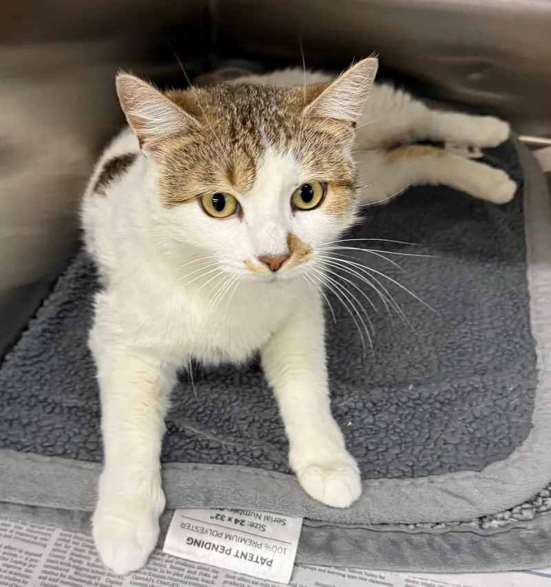 An adult large-sized female Calico Domestic Short Hair cat named Rosebud for adoption in Edison, NJ