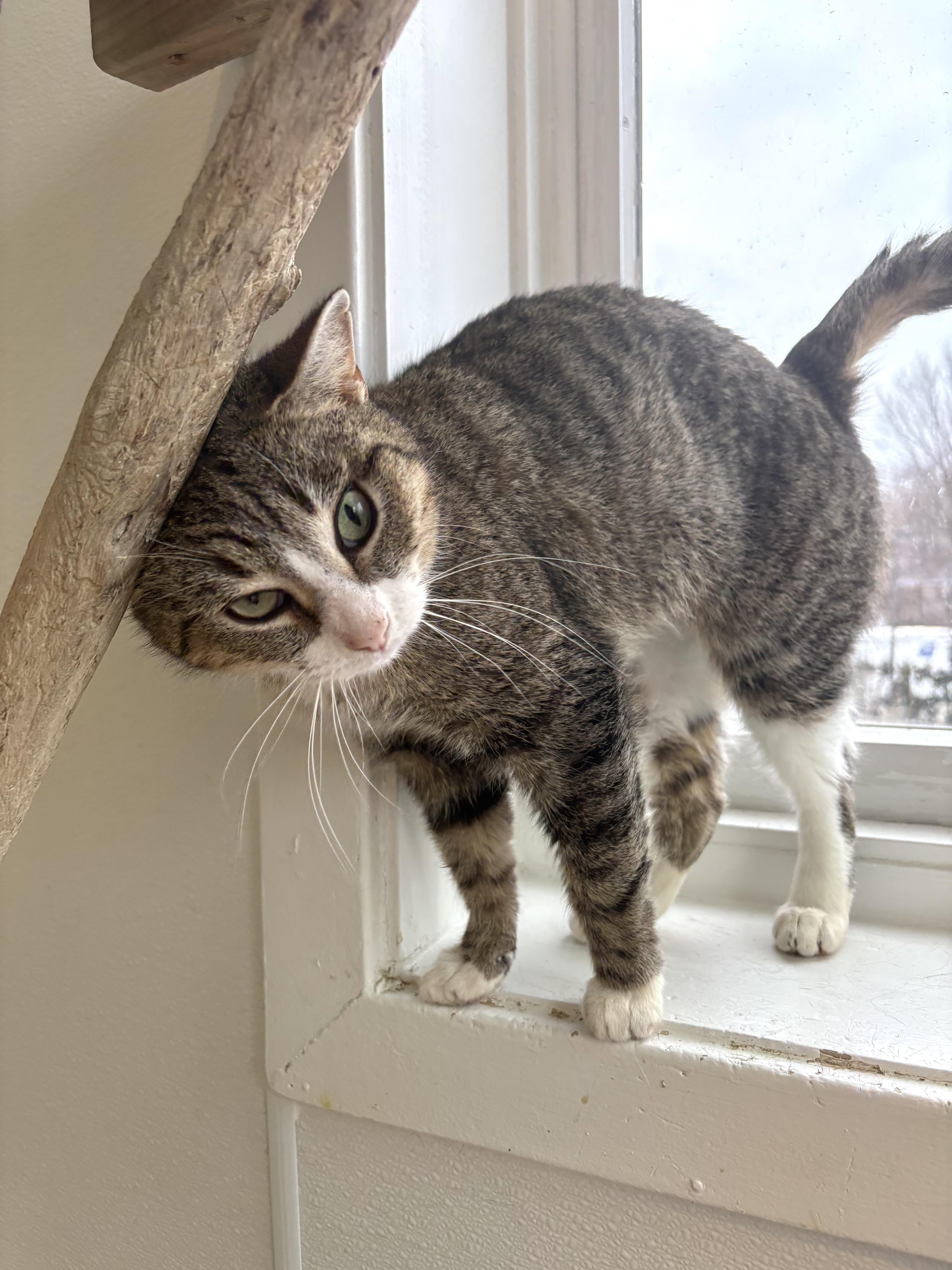 Daffodil  The Topsy thumbnail 2