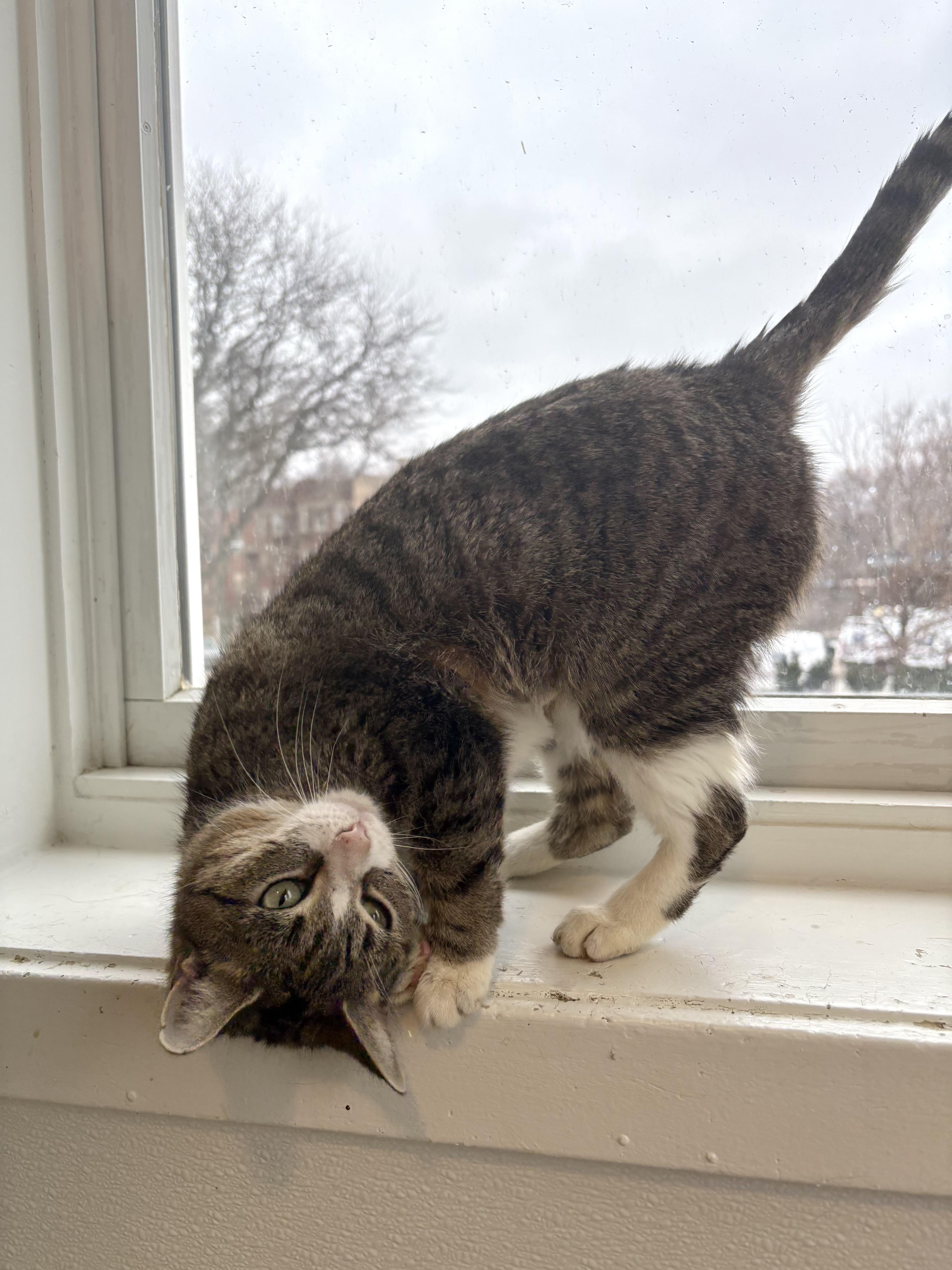 Daffodil  The Topsy thumbnail 3