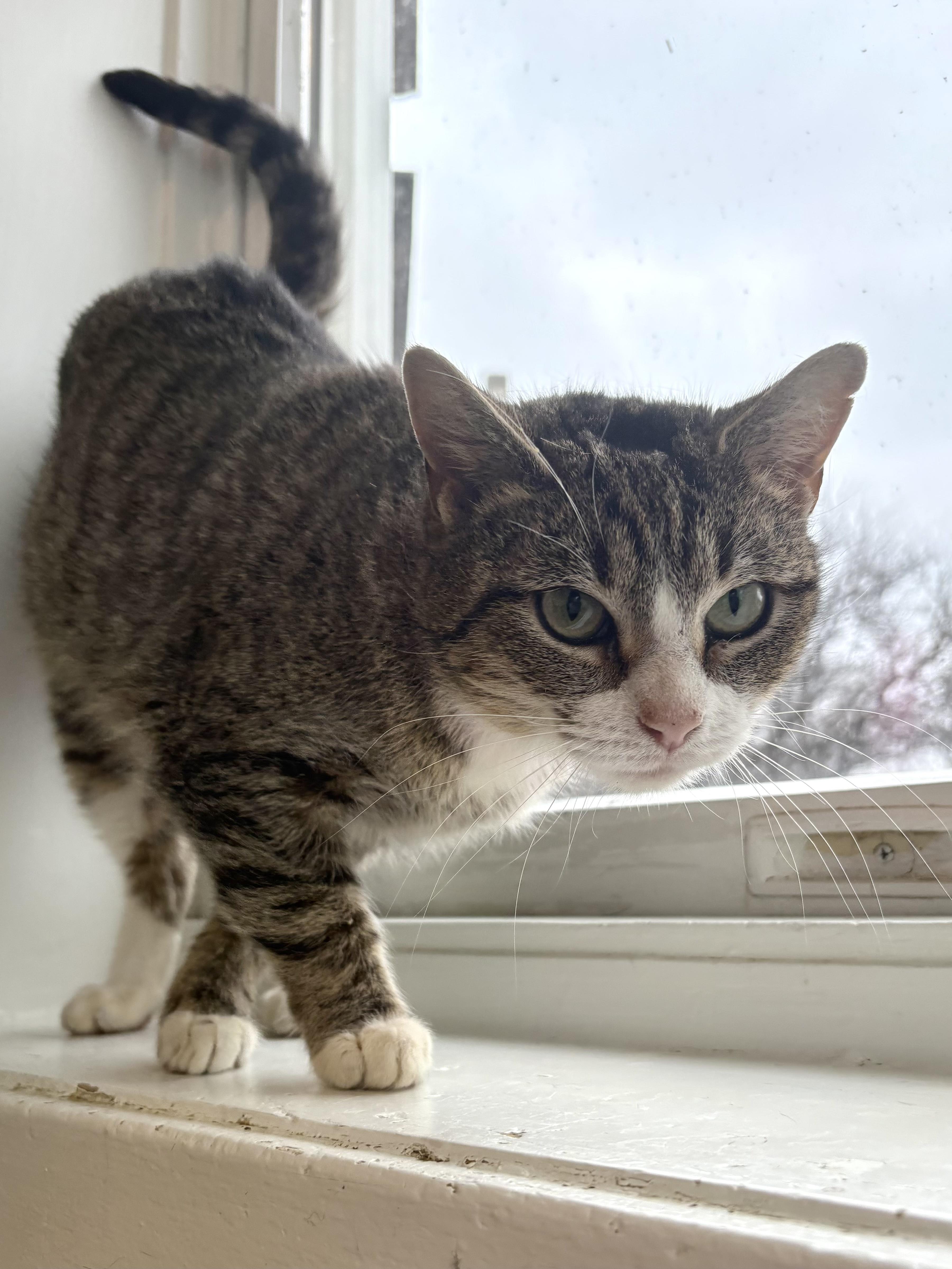 Daffodil  The Topsy thumbnail 4