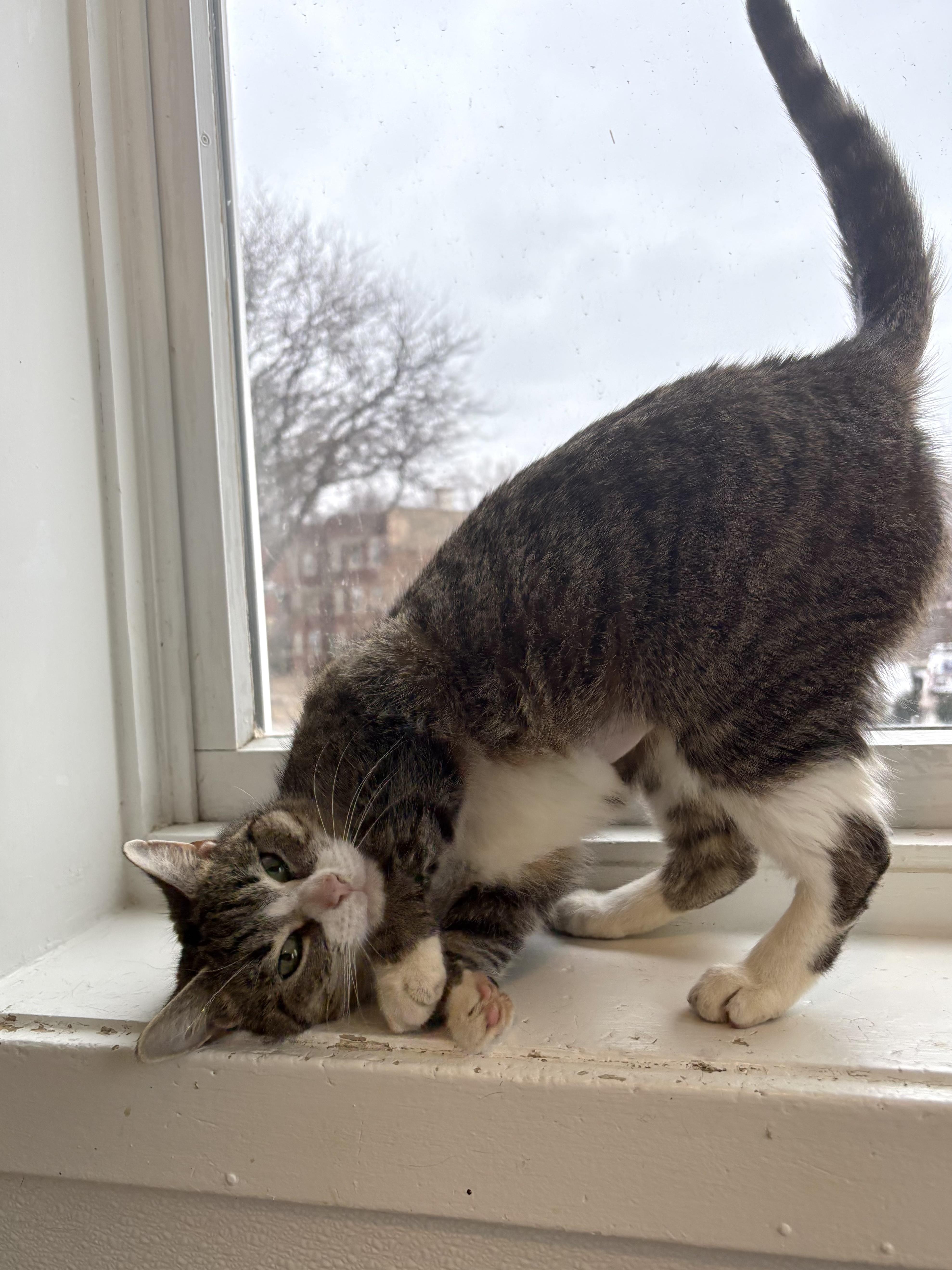 Daffodil  The Topsy thumbnail 5