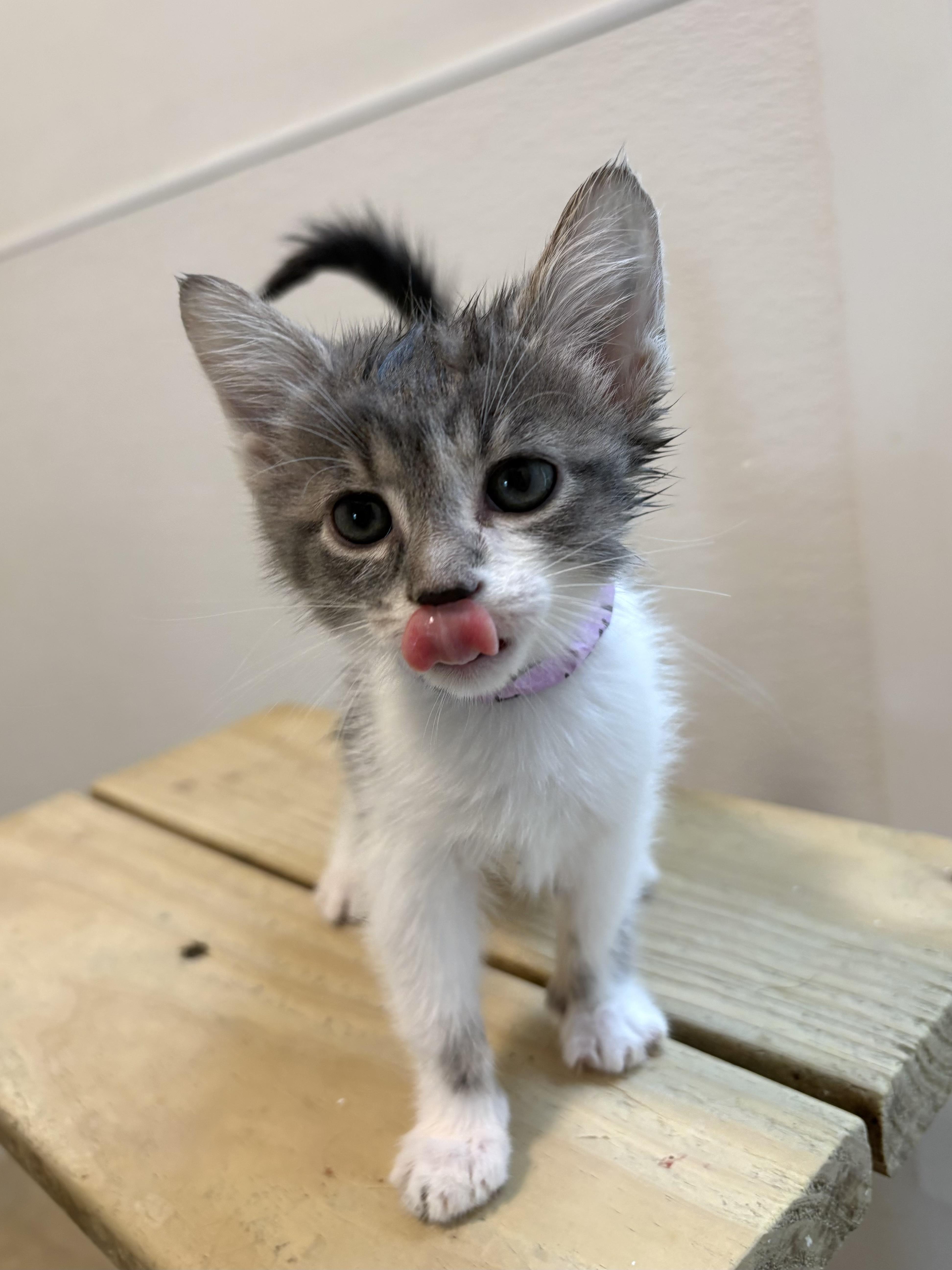 Cheesecake Factory thumbnail 2