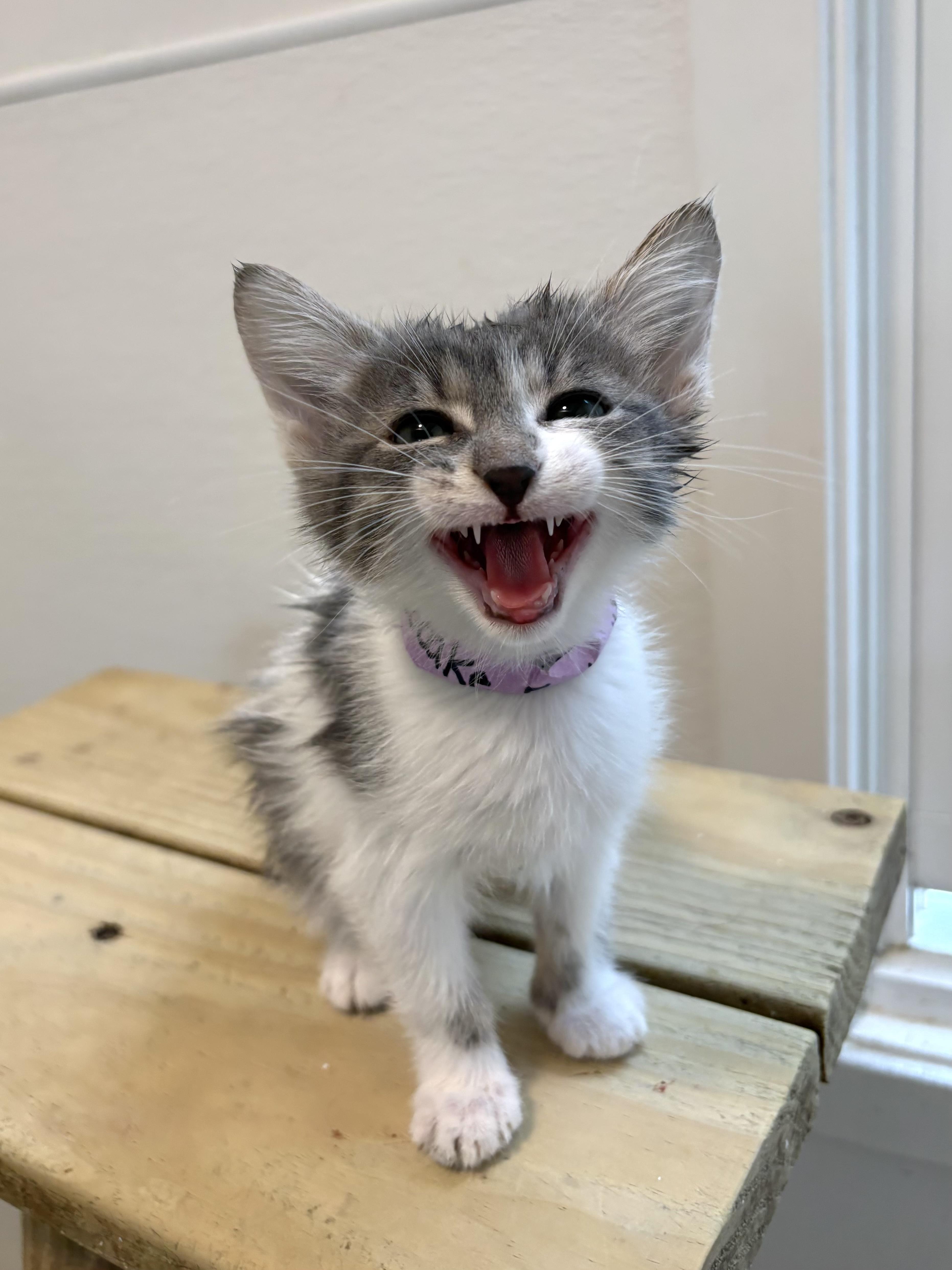 Cheesecake Factory thumbnail 3